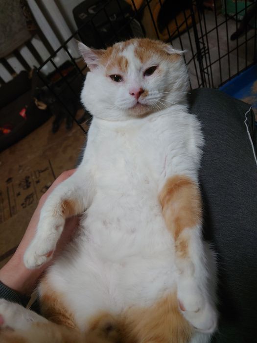 Бублик в ожидании семьи