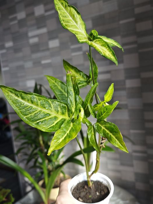 Разные комнатные цветы