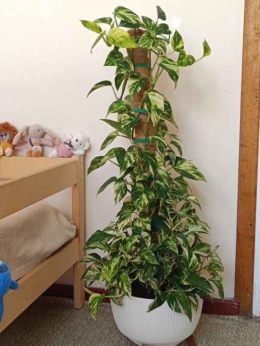 Эпипренум золотистый