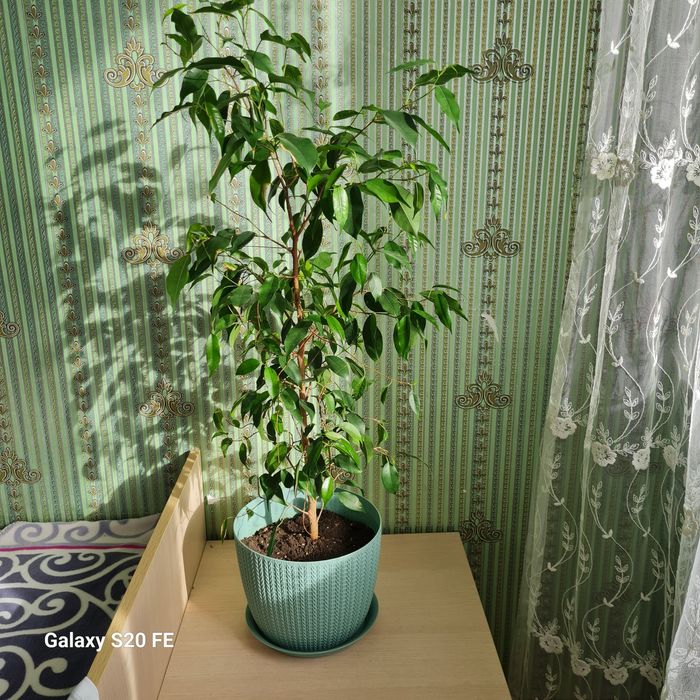 Декоративные комнатные цветы