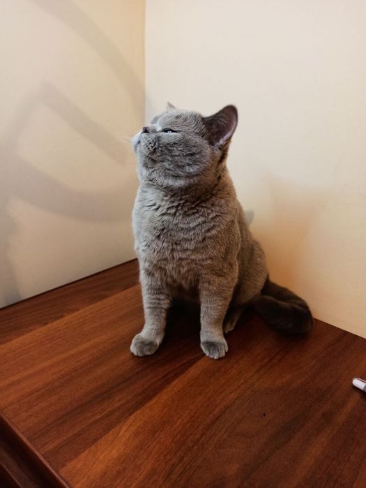 Вязка кота (только вязка)