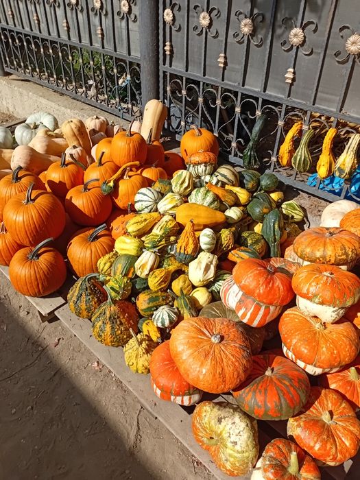 Dovleci si tartagute