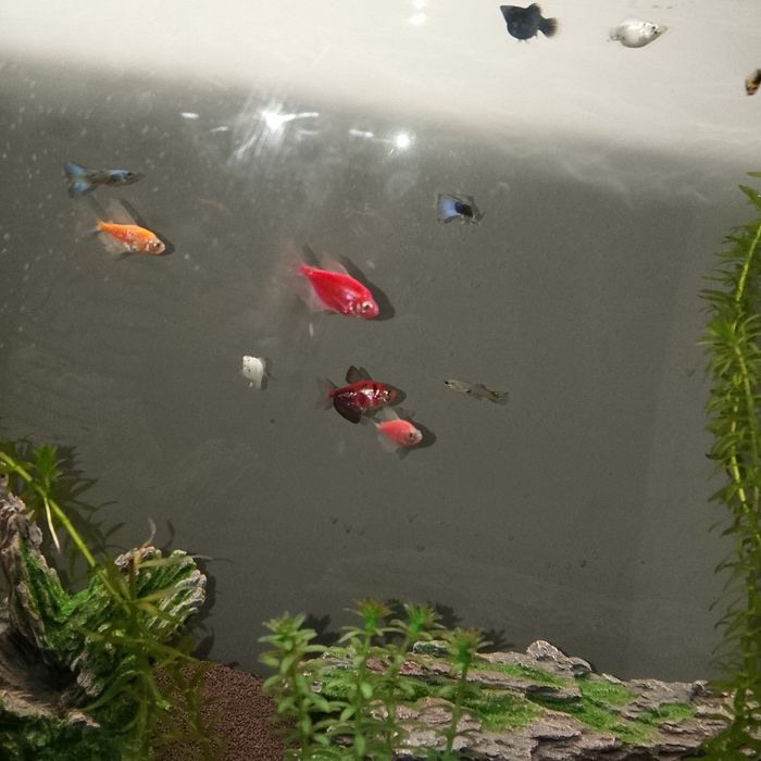 Продам Тернеций - 4 шт - 2300 ₸ (торг)