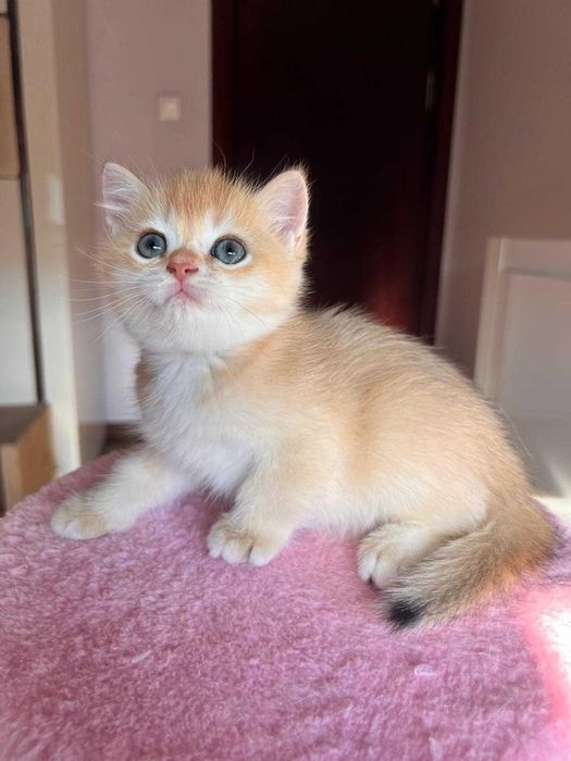 Băiețel adorabil british shorthair golden chinchilla!