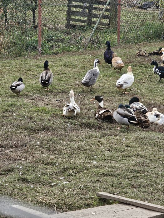 Rațe alergătoare indiene