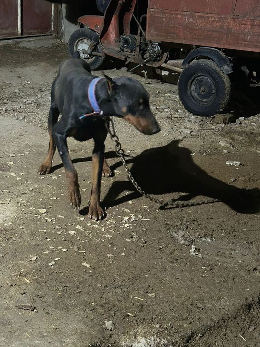 Продается доберман.