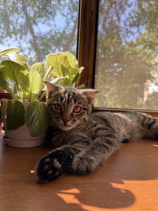 Шотландский вислоухий котёнок