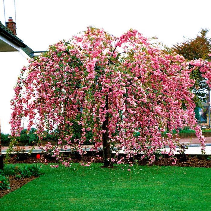 Плачеща японска вишна kiku shidare zakura