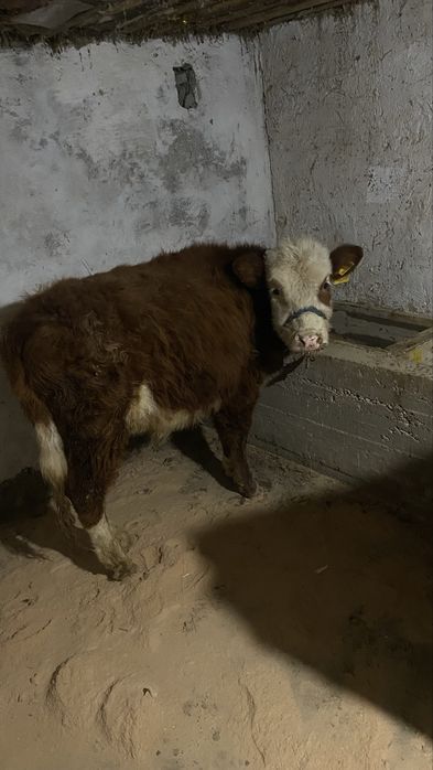 Буқа сатылады срошна