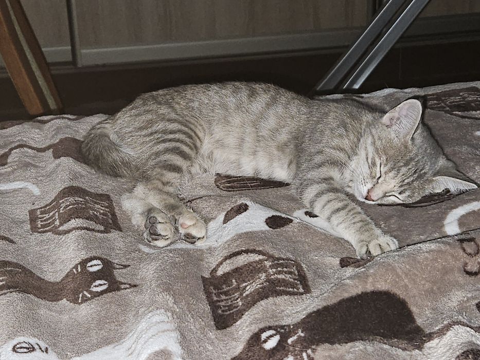 Котенок Бенгал мальчик продам