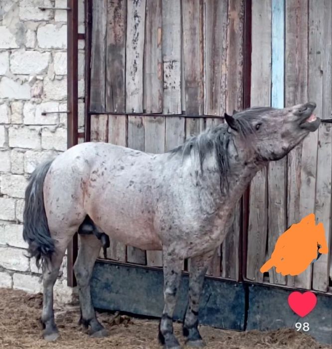 Айғыр сатлады Поло тяж!