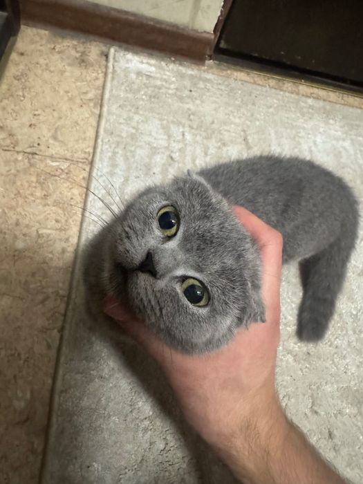 Кошка скотиш фолд .