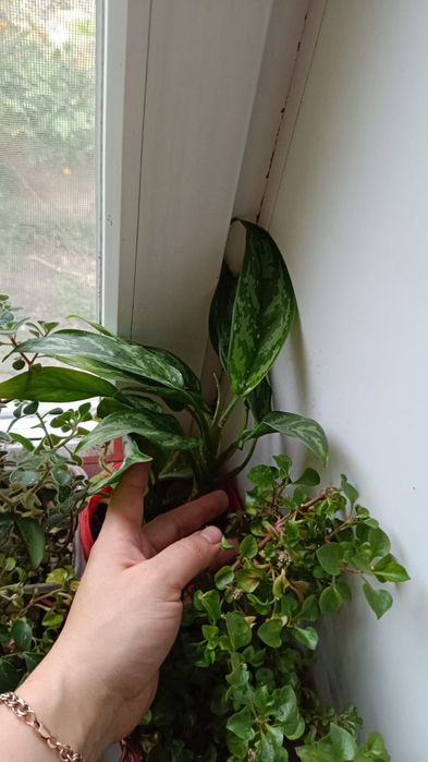 Комнатные растения