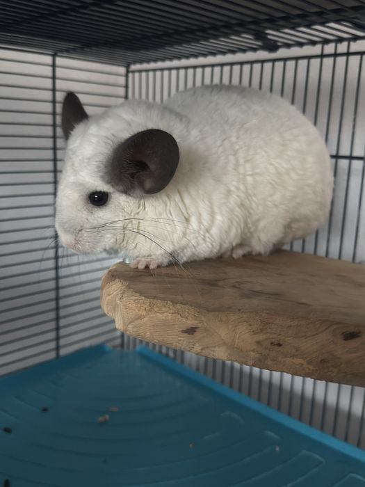 Vand pereche chinchile