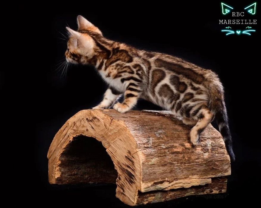 БЕНГАЛЬСКИЕ (- Серебро -). Котята