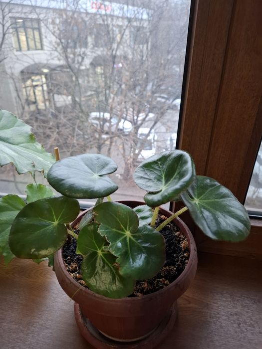 Бегония комнатные растения