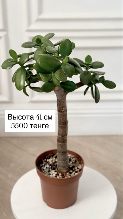 Денежное дерево, крассула хоббит