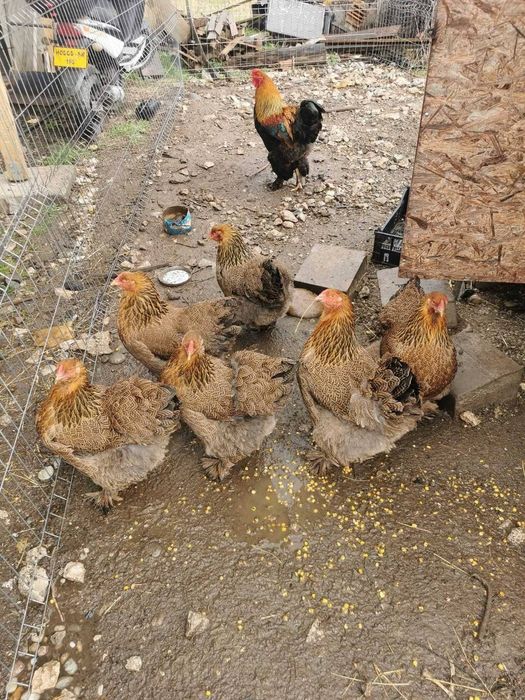 Oua Brahma Potarnichiu pentru incubat