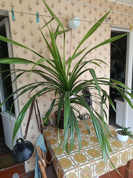 Pandanus amaryllifolius
