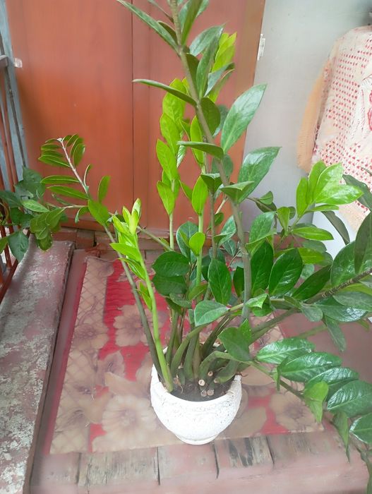 Замиокулькас  цветок