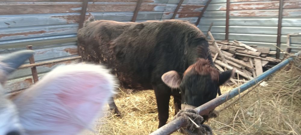 сутти сиыр сатылады