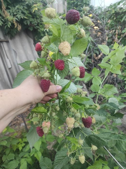 Продам домашную малину