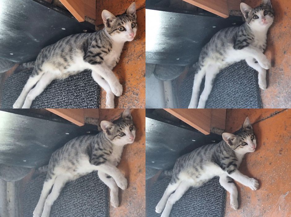 котята мальчик и девочка