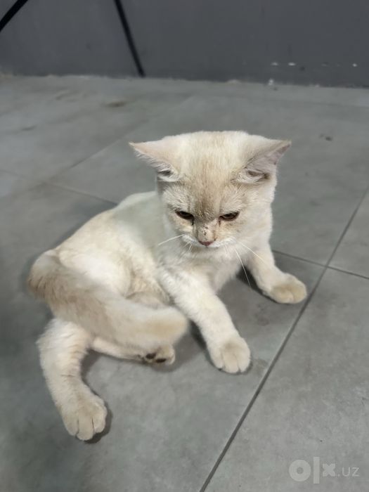 British shorthair