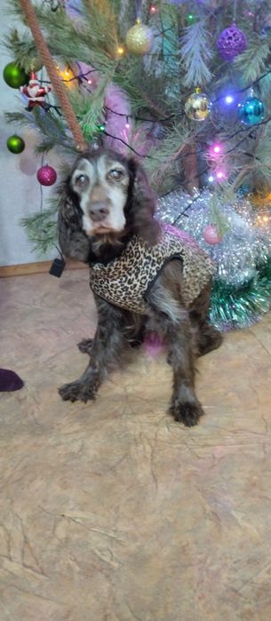 Кокер спаниельку