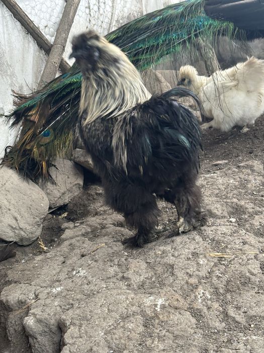 Vand cocos matase japoneza