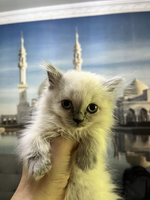 Scottish fold 3 oylik mushukchalar 100$ dan