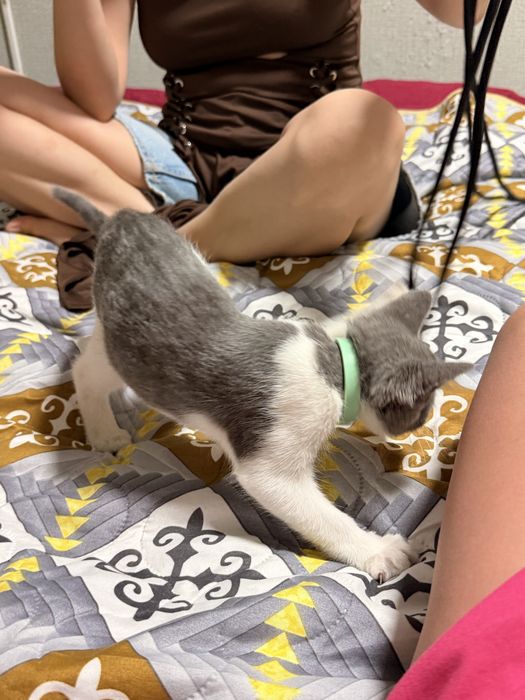 Бесплатный котенок