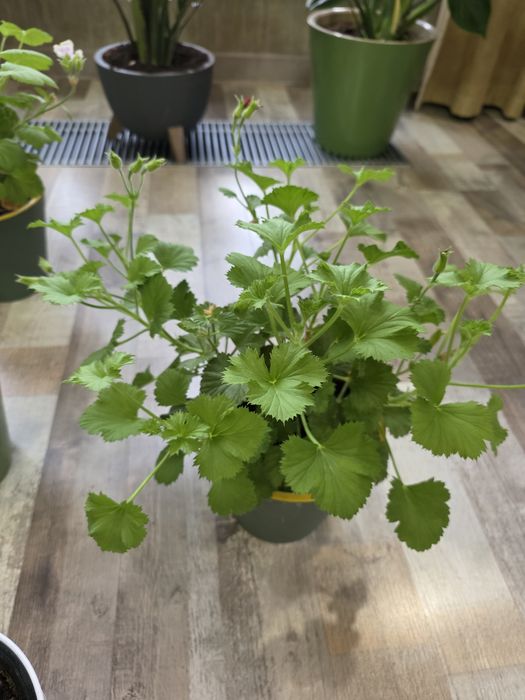 Продам комнатные растения