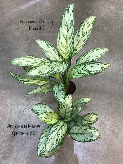 Цветы Аглаонема (Aglaonema)