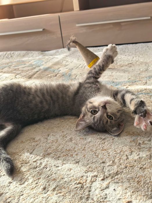 Отдам котенка бесплатно
