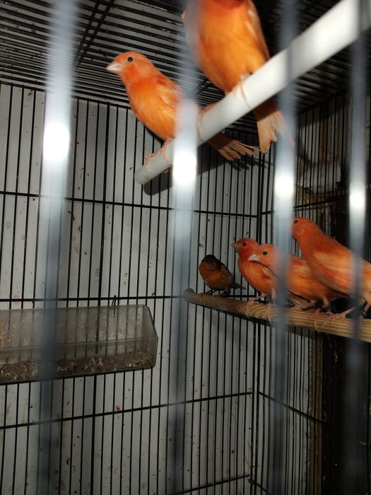 Canari de vânzare