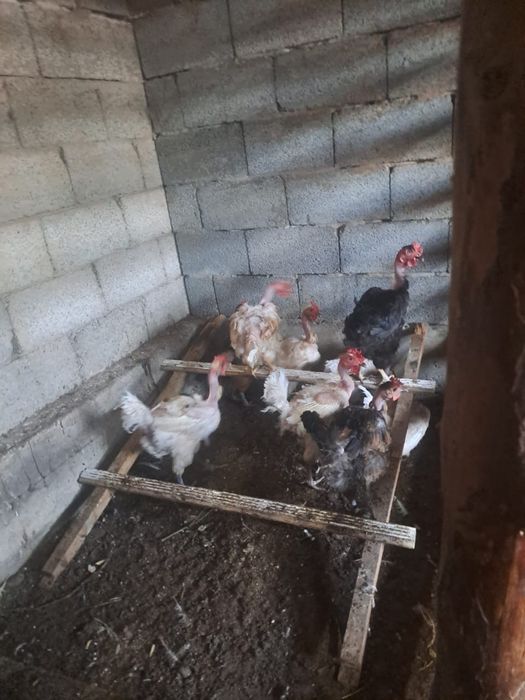 Голошейки и автролопр