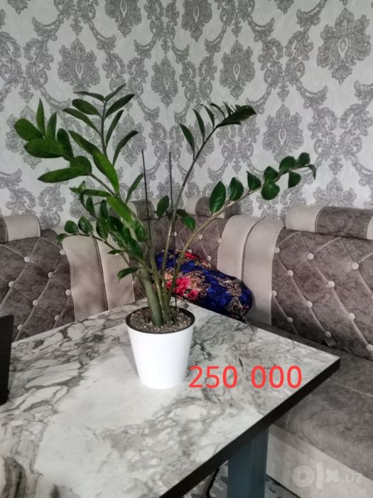 Продаются цветы комнатные то