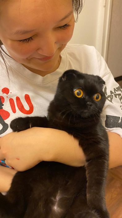 Шотландская вислауха