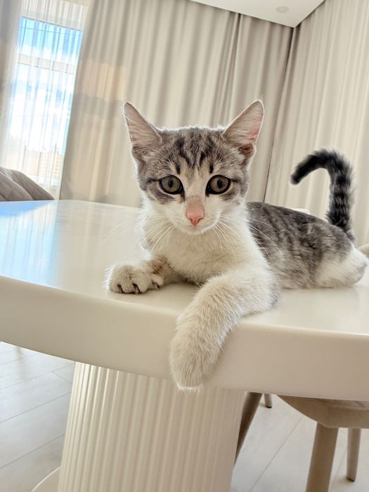 котёнок, девочка, СРОЧНО нужно найти хозяев, долго держать не можем