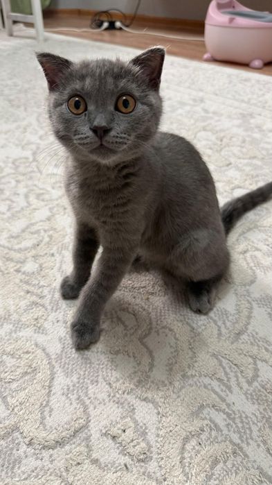 Продам котенка. 3 месяца