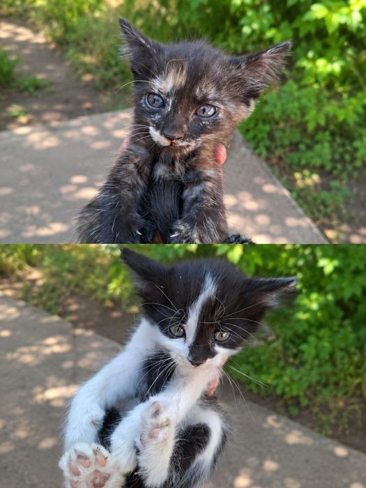Отдаю котят бесплатно