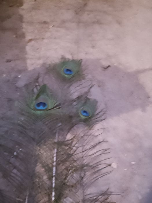 Pene de păun pentru pălării,plute sau decor