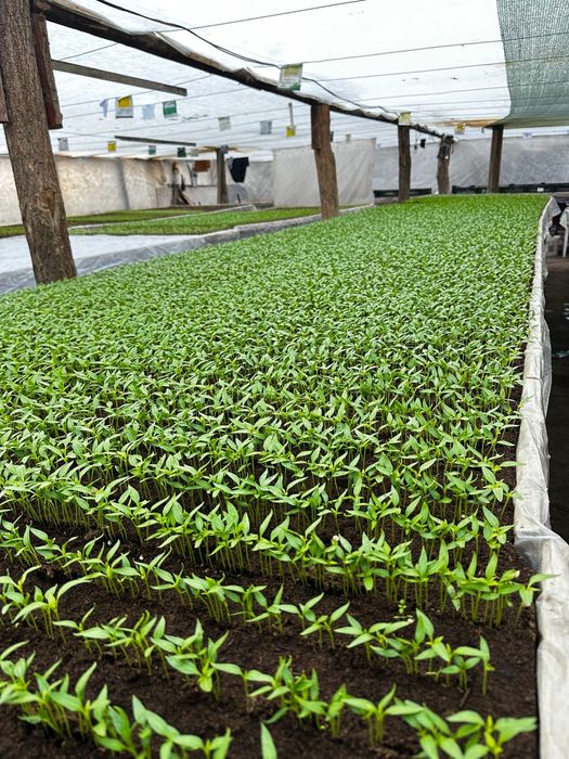 Rasaduri legume - rosii, ardei, castraveti, vanata