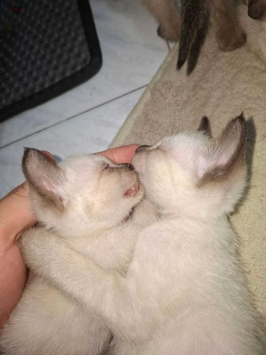 Сиамские котята 1.5 месяц
