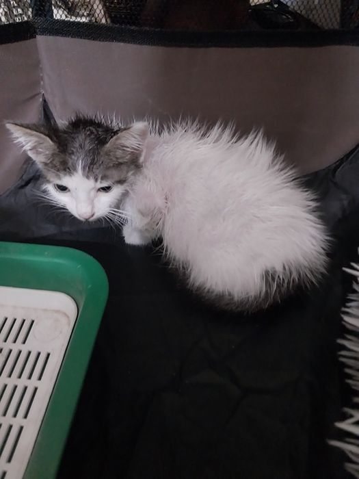 Котенок мальчик 1 месяц