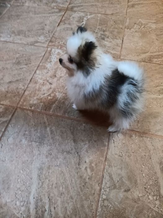 Мини шпиц померан момиче