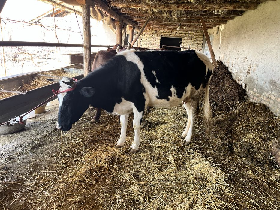 ona bola sigir sotiladi