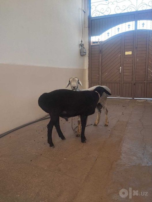 Xusori 2 ta qo'y sotiladi