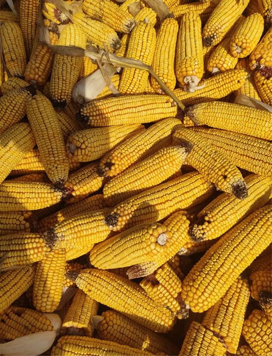 Vand porumb  stiulete sau boabe